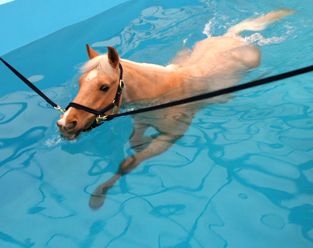 Horse Health A Hydrotherapy Center in England STABLE STYLE