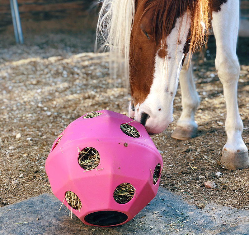 carrot ball horse toy