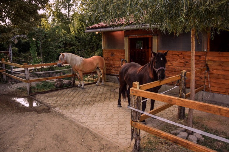 Tour a Magical Horse Property in Hungary - STABLE STYLE